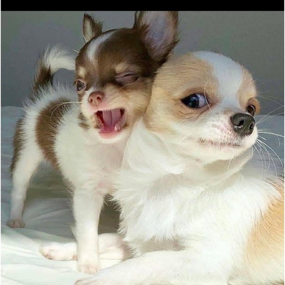 Meet your Posher, Tina - Picture 3 of 15